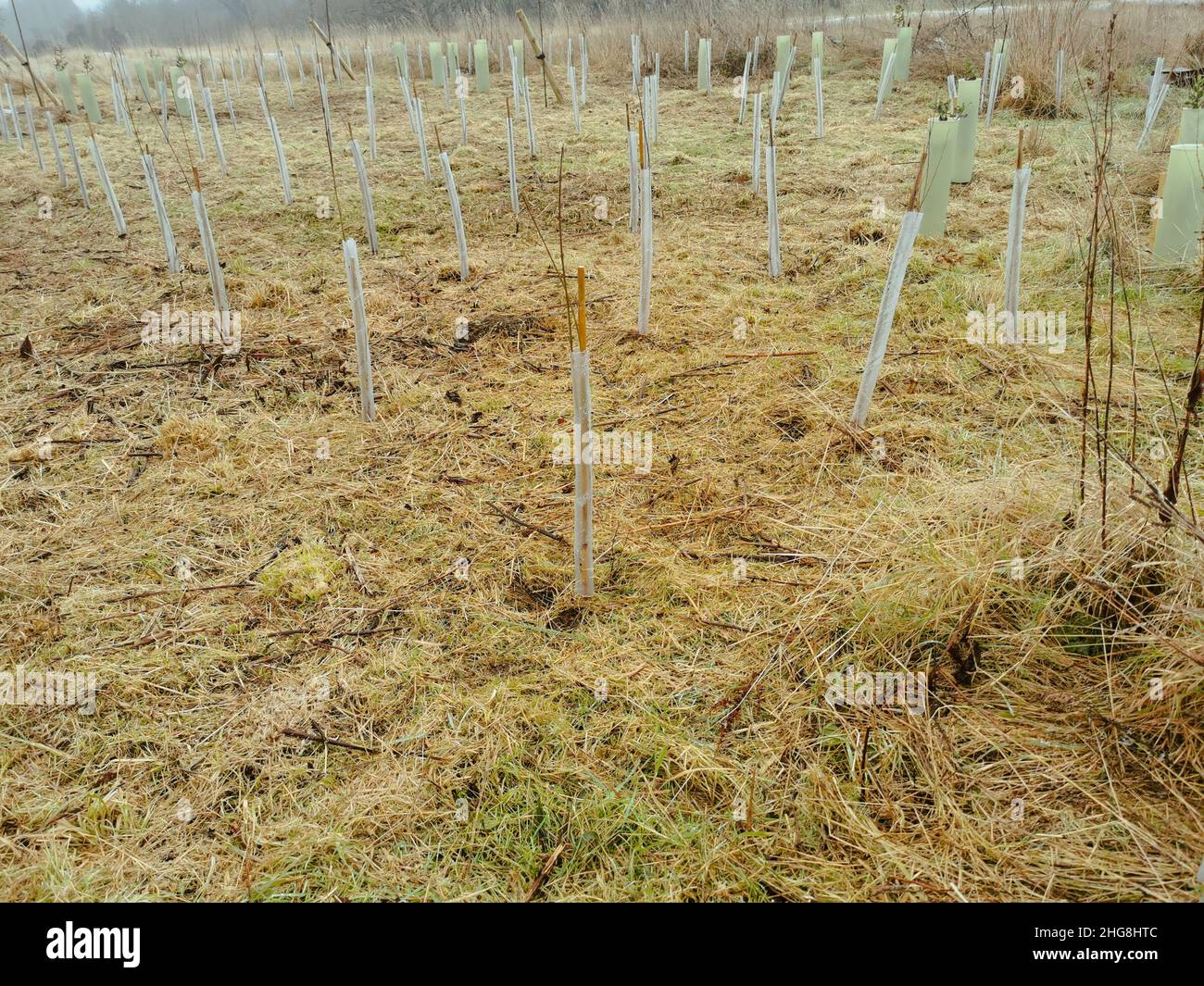 Culture of tree saplings on a field meant for reforestation of areas where the number of trees decreased Stock Photo