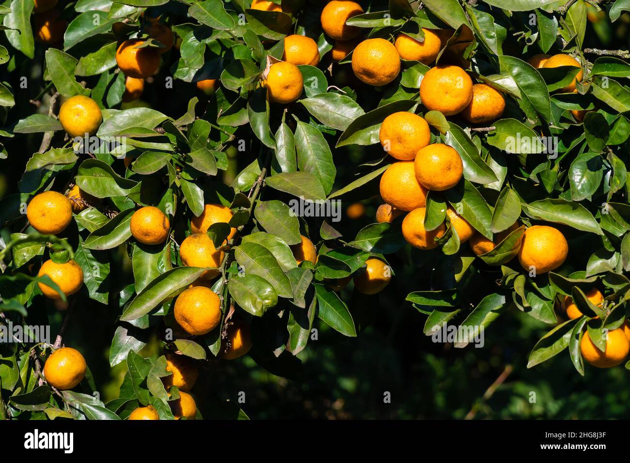 Ripe bright tangerines on a tree on a sunny day. Beautiful citrus natural background Stock Photo