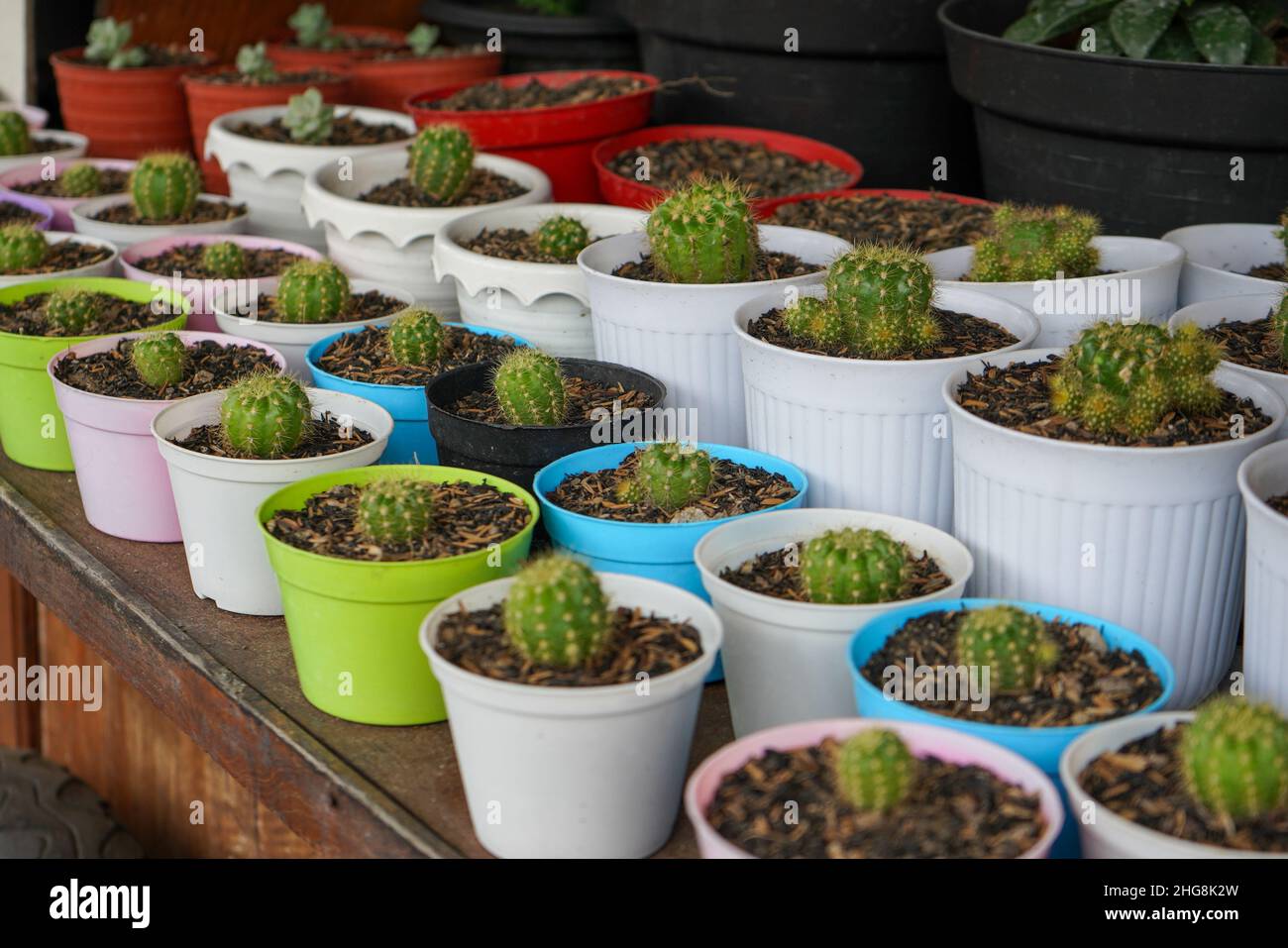 A cactus (plural cacti, cactuses, or less commonly, cactus) is a member