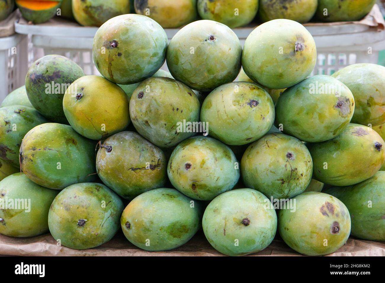 Mangifera indica, commonly known as mango is a species of flowering