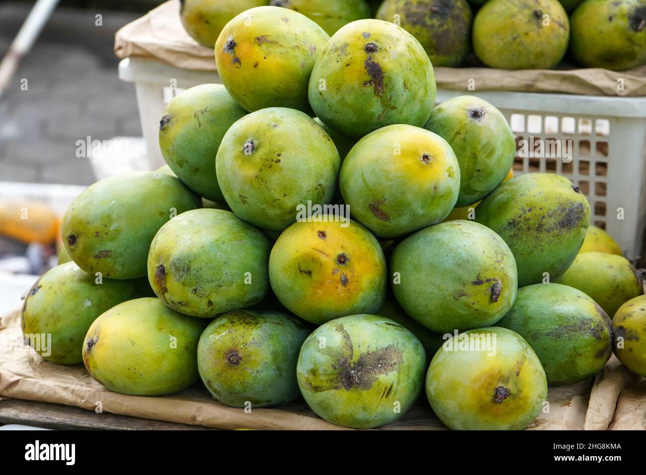 Mangifera indica, commonly known as mango is a species of flowering