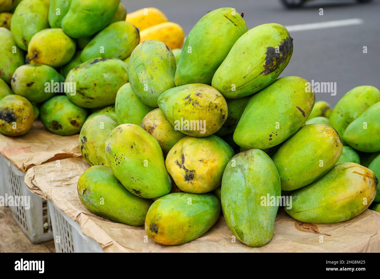 Mangifera indica, commonly known as mango is a species of flowering plant in the sumac and poison ivy family Anacardiaceae. Mangifera laurina. Stock Photo