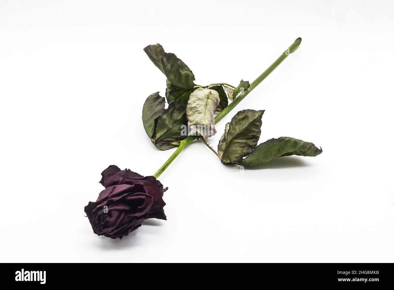 A red (purple) dry rose on a white background. Stock Photo