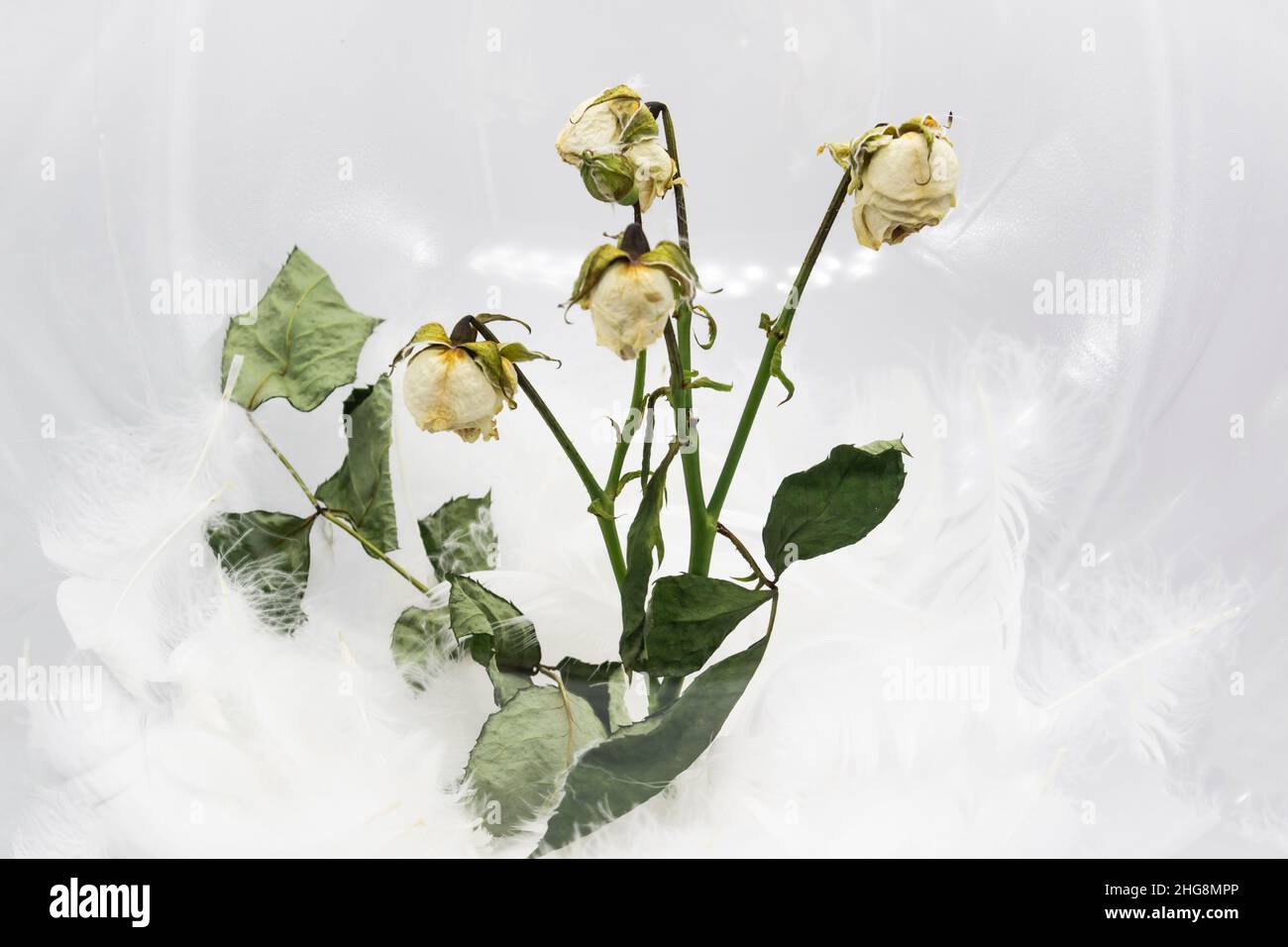 A white dry roses on a white background. The dead bouquet from roses. Stock Photo