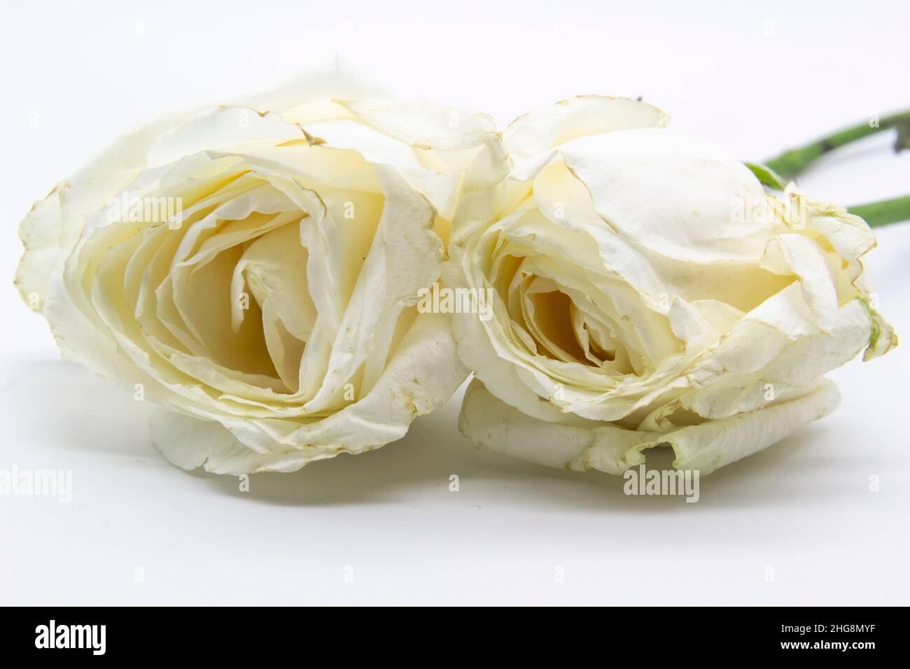 Beautiful wilted white roses against white background Stock Photo Alamy