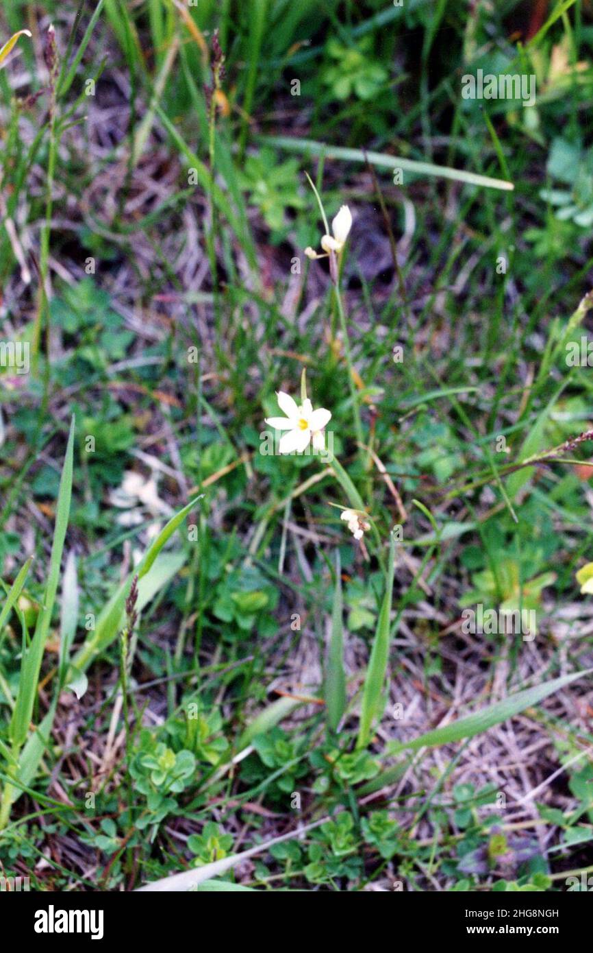 Sisyrinchium albidum NRCS-1. Stock Photo