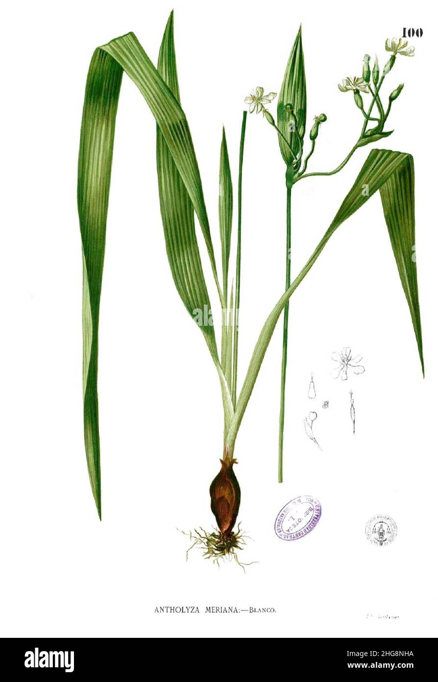 Sisyrinchium palmifolium Blanco1.100. Stock Photo
