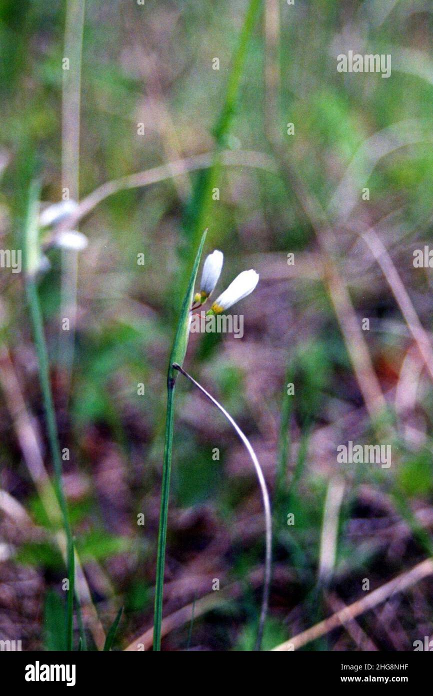 Sisyrinchium albidum NRCS-2. Stock Photo