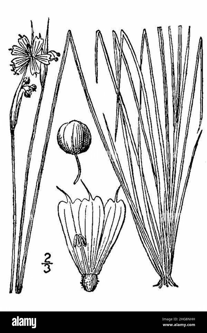 Sisyrinchium-mucronatum. Stock Photo