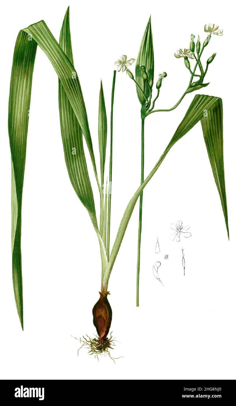 Sisyrinchium palmifolium Blanco1.100-cropped. Stock Photo