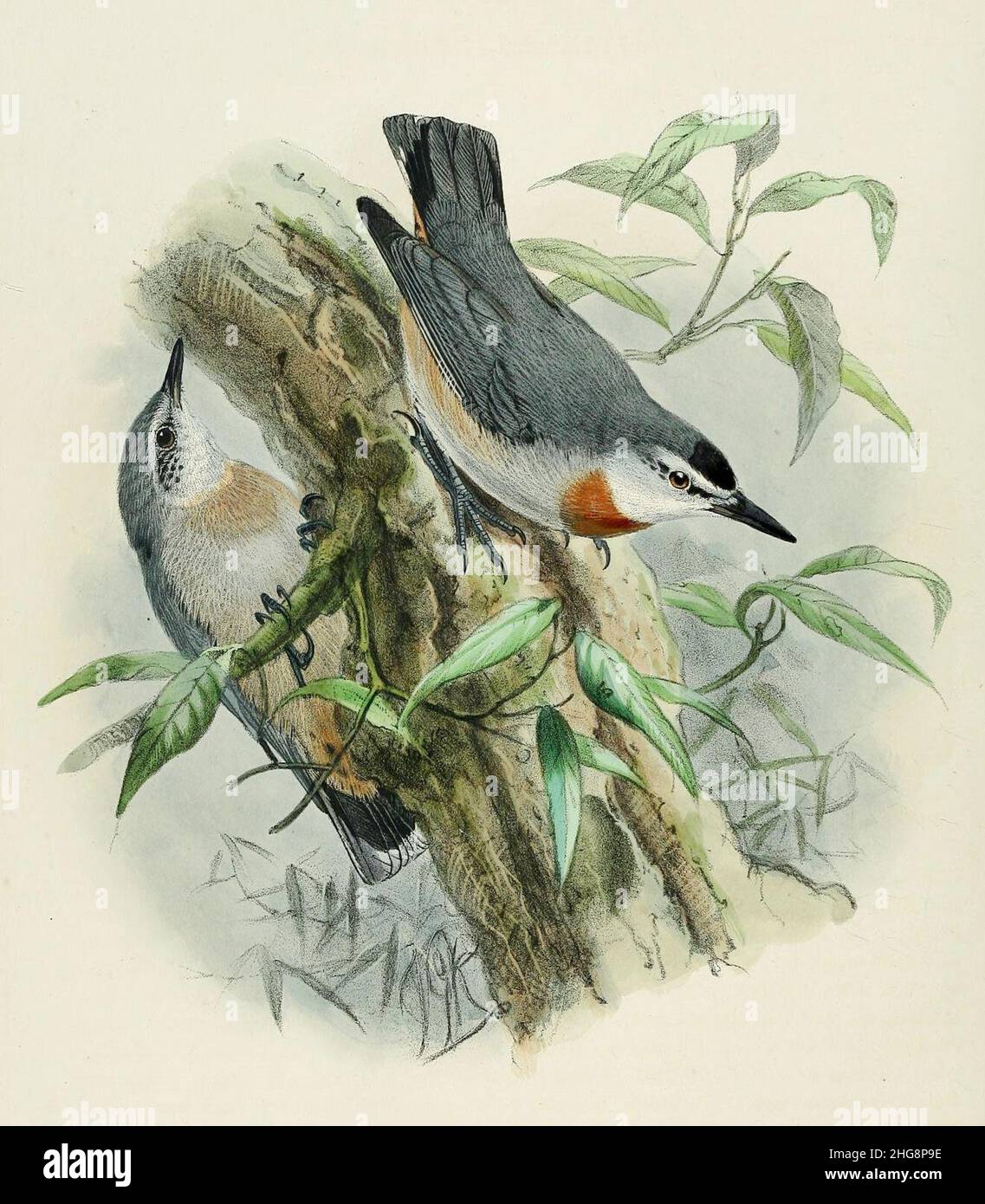 Sitta krueperi - A History of the Birds of Europe. Stock Photo