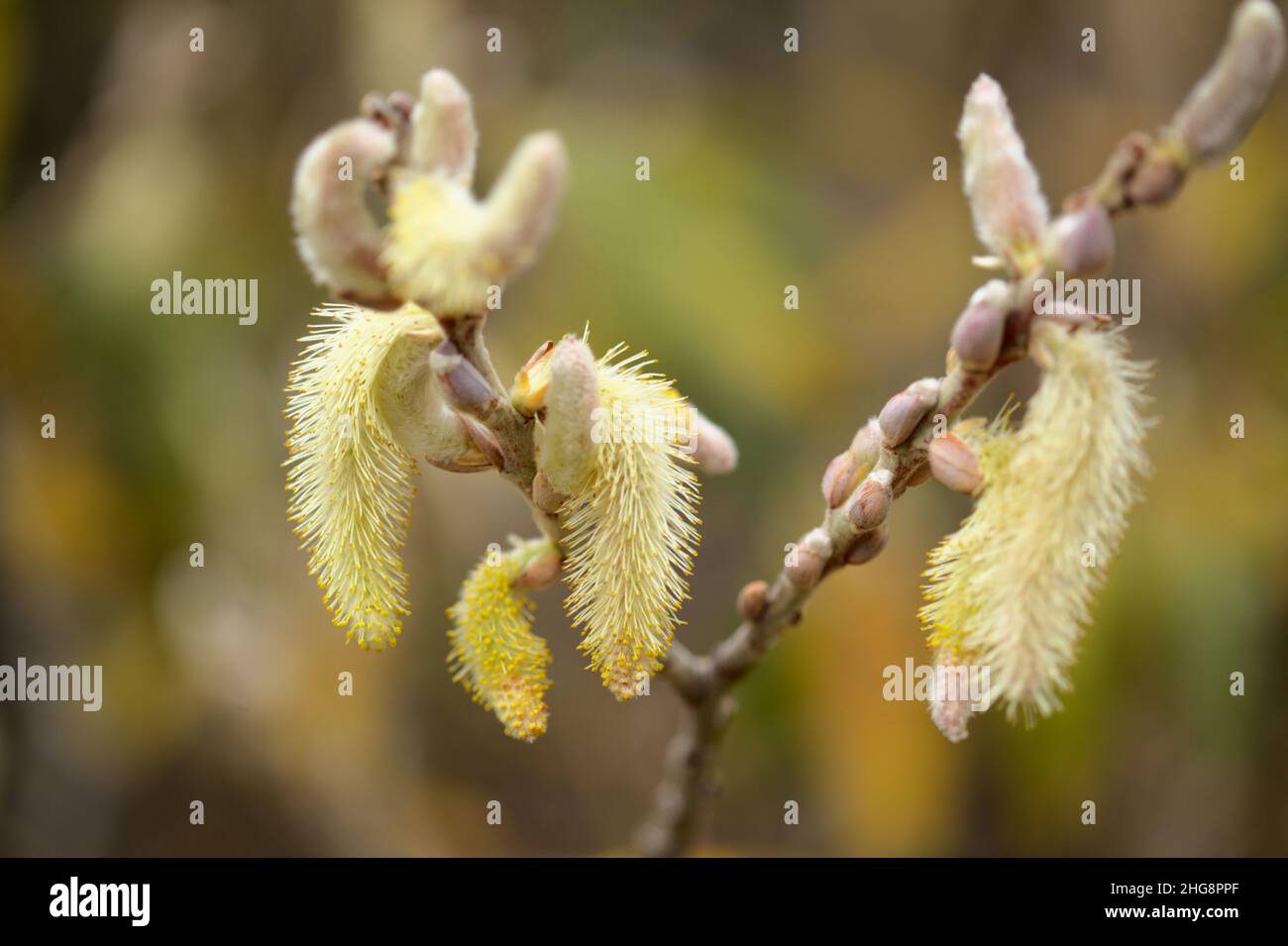 Flora of Gran Canaria -  Salix canariensis, Canary Islands willow, soft light yellow catkins flowering in winter Stock Photo