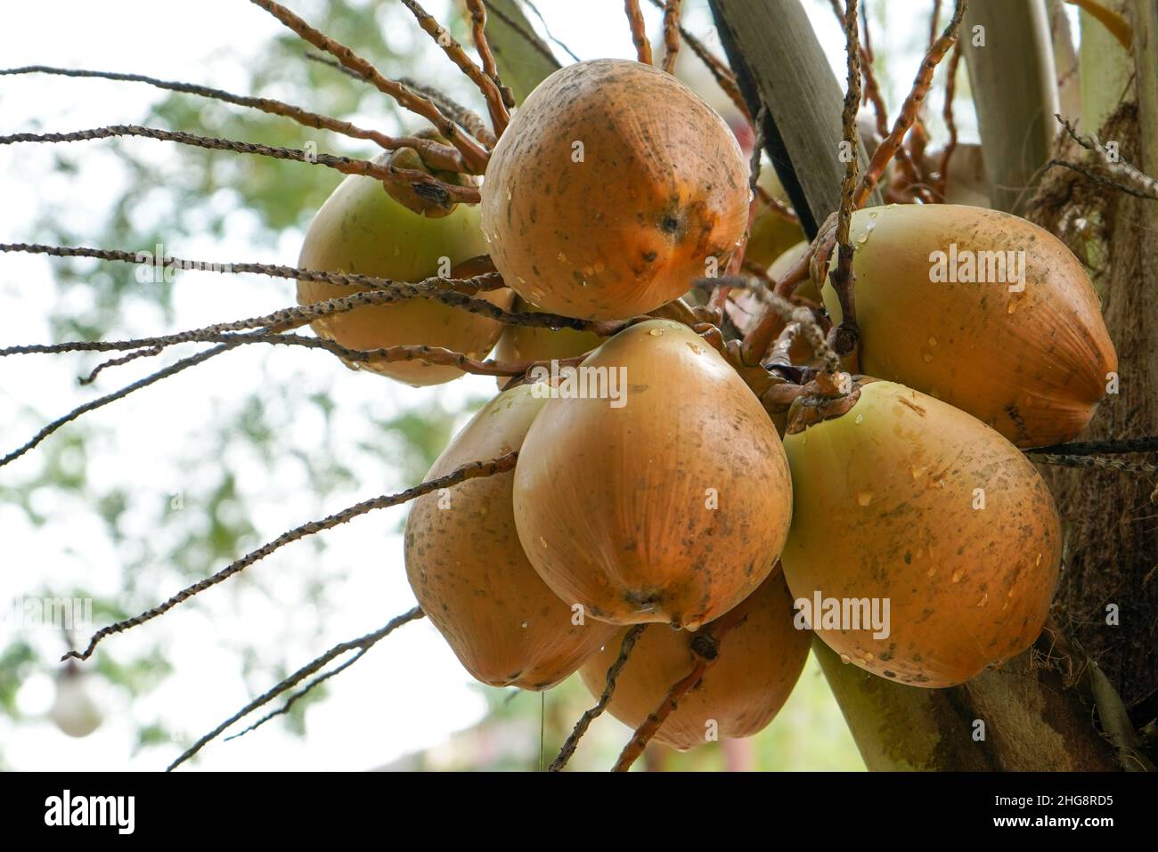 The coconut tree (Cocos nucifera) is a member of the palm tree family (Arecaceae) and the only living species of the genus Cocos. The term coconut. Stock Photo