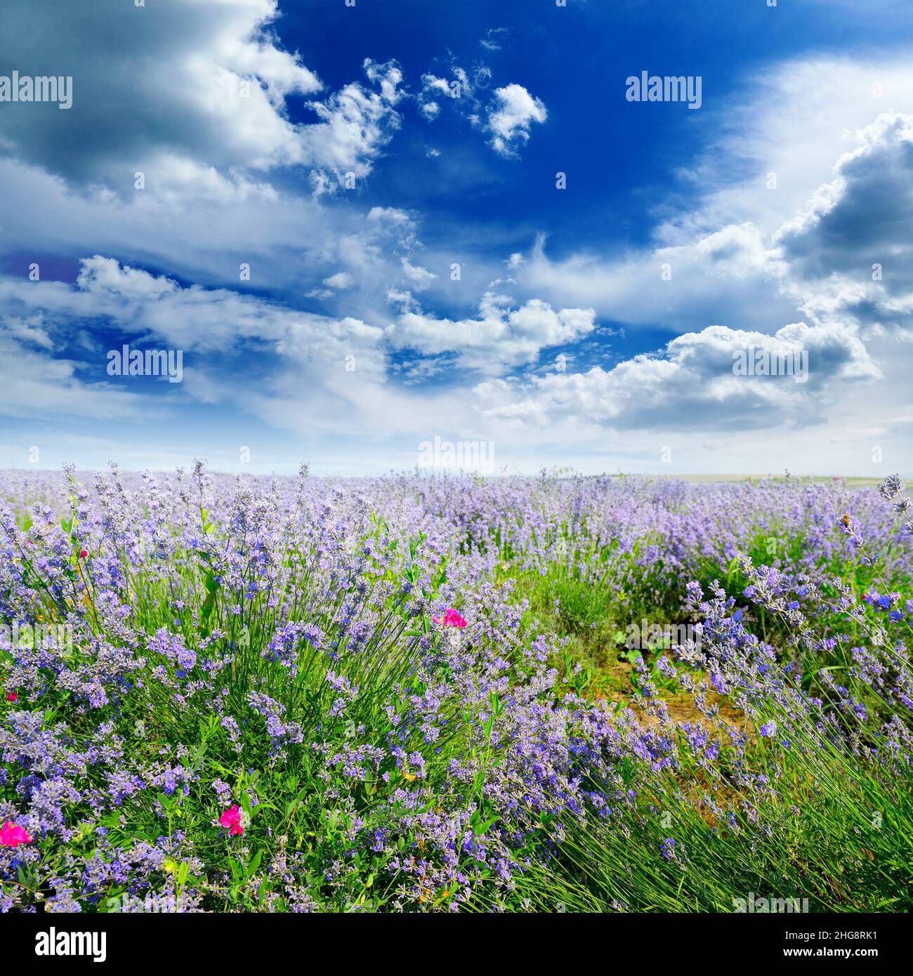 Rural landscape with summer lavender field and bright blue sky Stock ...
