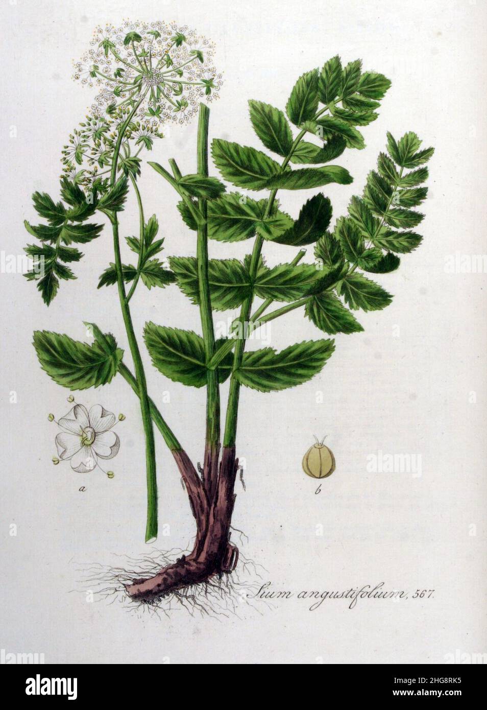 Sium angustifolium — Flora Batava — Volume v8. Stock Photo
