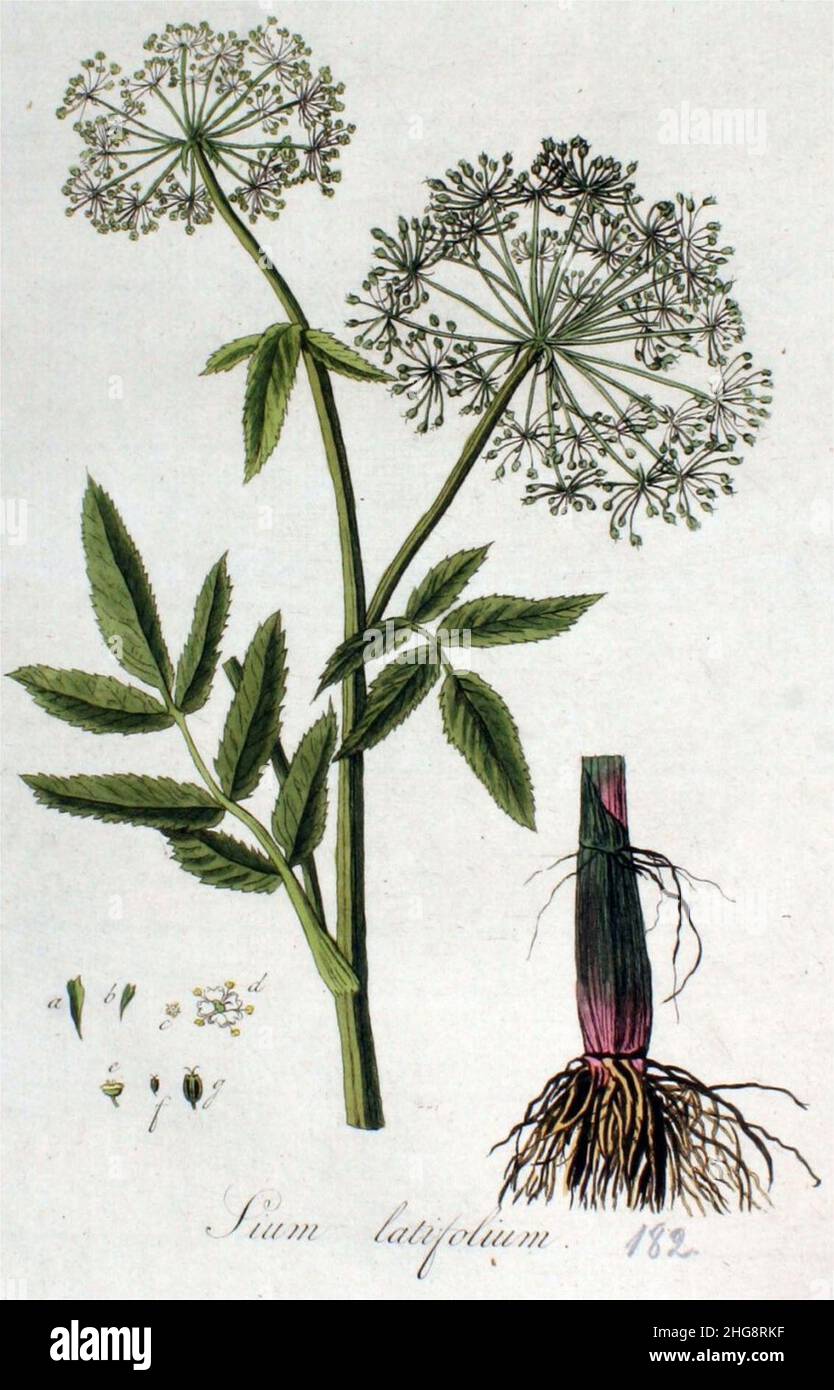 Sium latifolium, grote watereppe, Flora Batava. Stock Photo