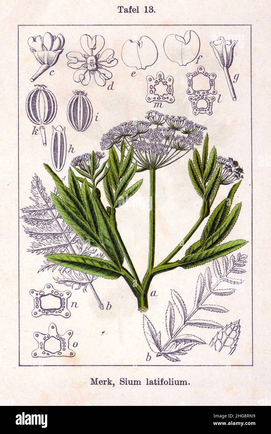 Sium latifolium, grote watereppe, Deutschlands Flora. Stock Photo