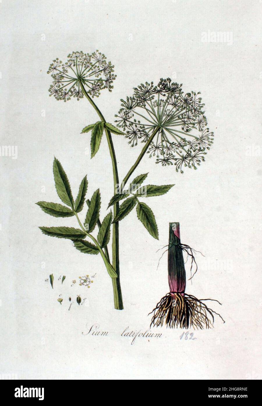 Sium latifolium — Flora Batava — Volume v3. Stock Photo