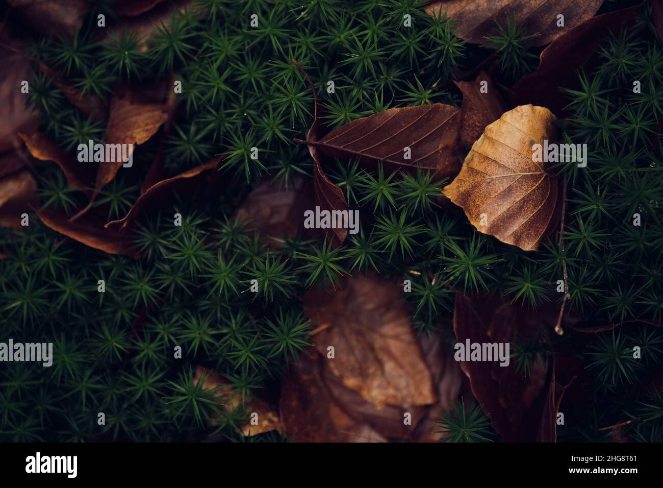 Moss with leaves hi-res stock photography and images - Alamy