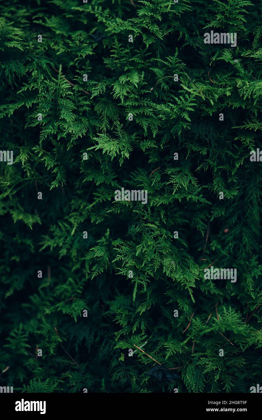 Moss ground detail hi-res stock photography and images - Alamy