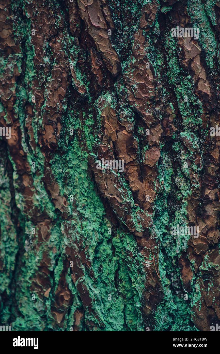 Structure of bark covered in lichen. High quality photo Stock Photo