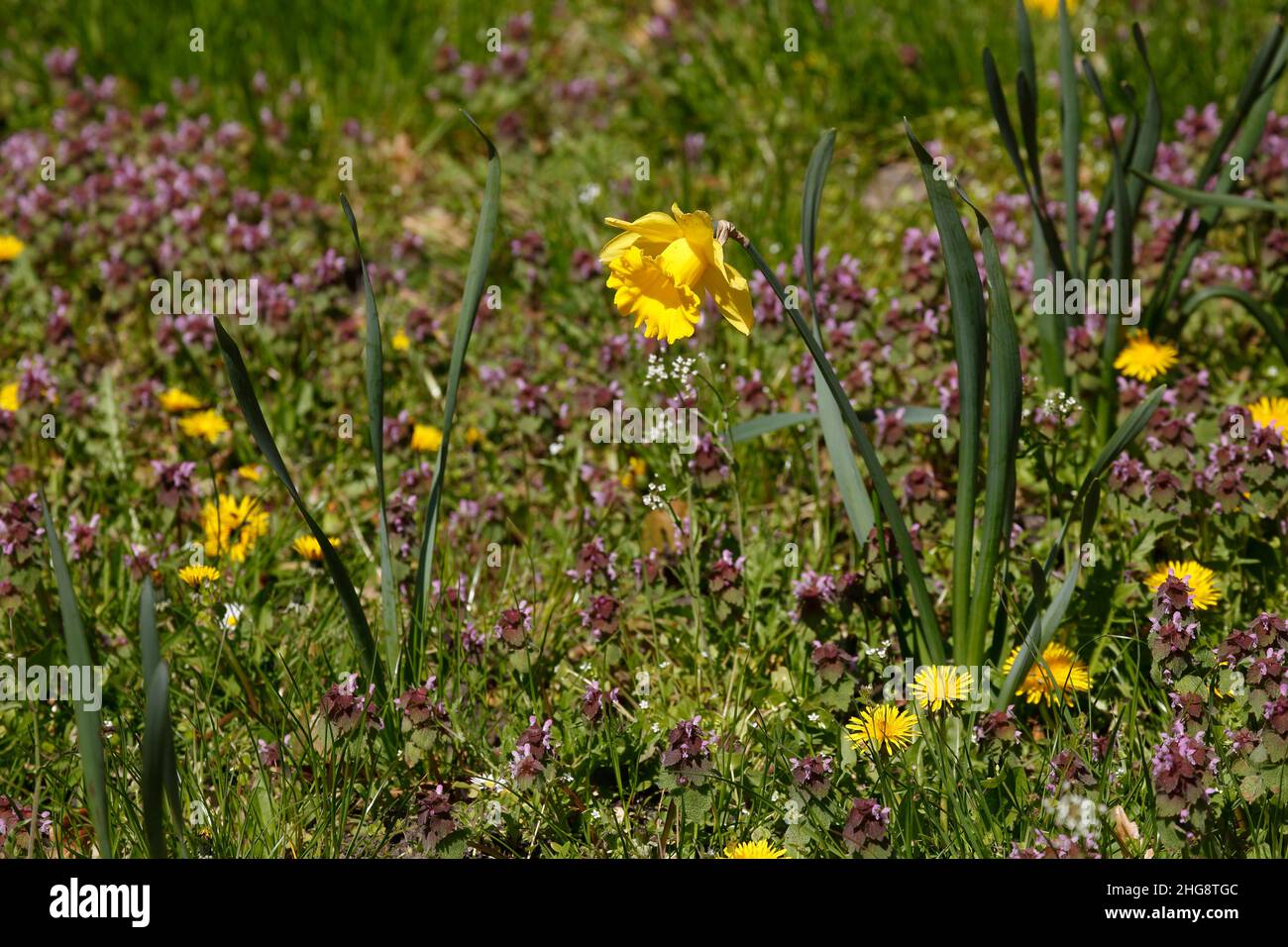 Yellow daffodils, daffodil flower on a flower meadow, (Narcissus Pseudonarcissus), Germany Stock Photo