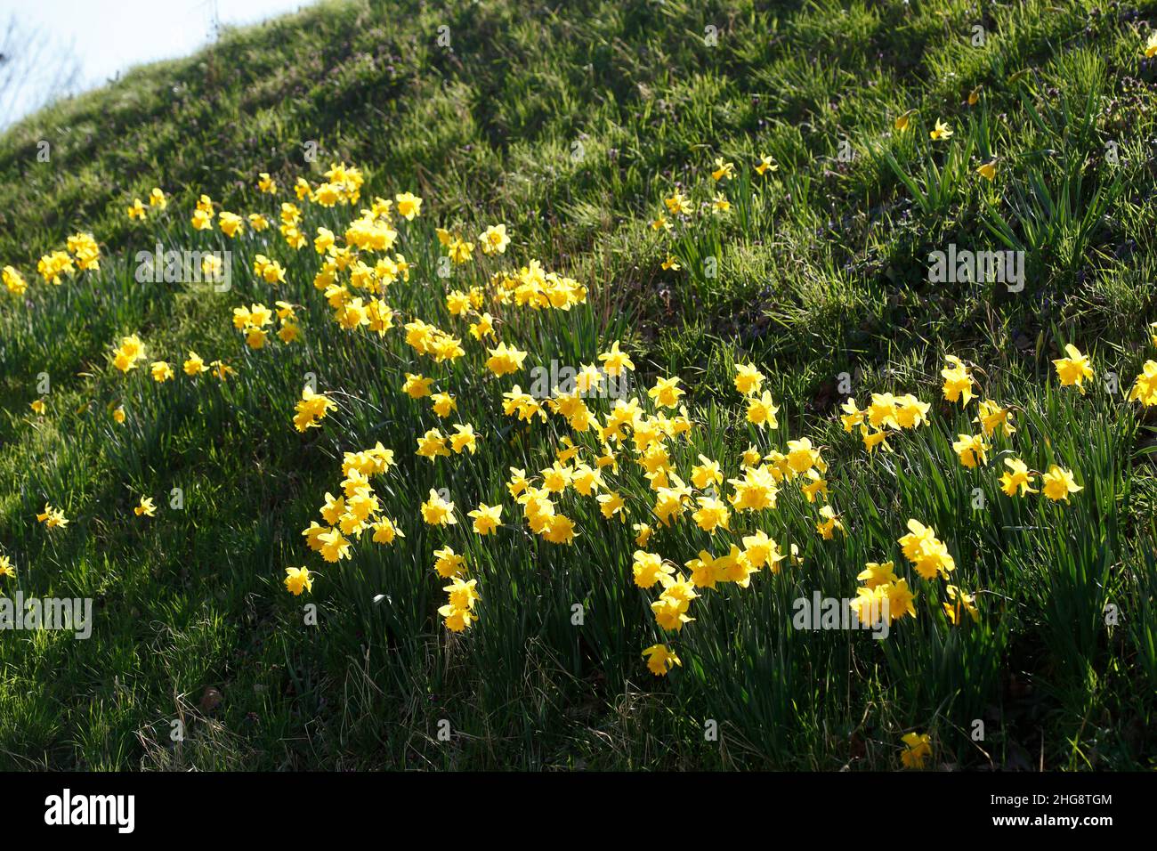Yellow daffodils, daffodil flower (Narcissus Pseudonarcissus), flower bed, slope, Germany Stock Photo