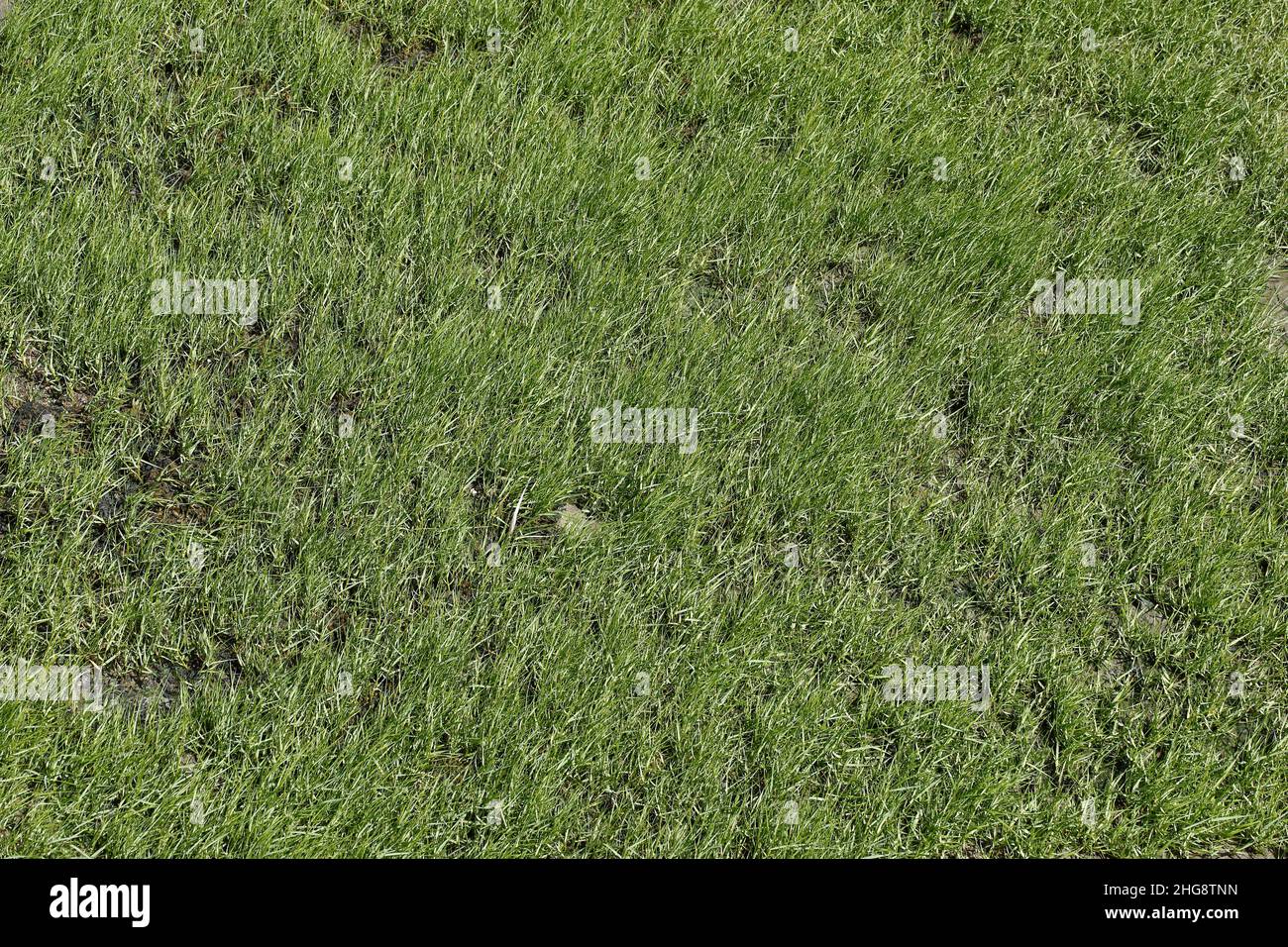 Green lawn, background image, Germany, Europe Stock Photo