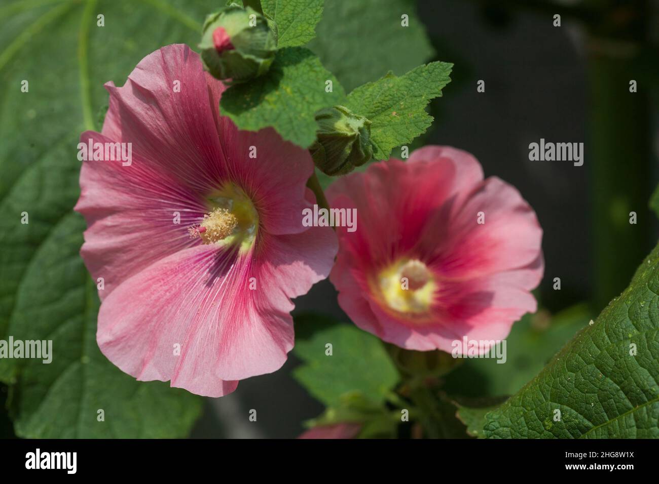 Flowering pink hollyhock, Germany Europe Stock Photo