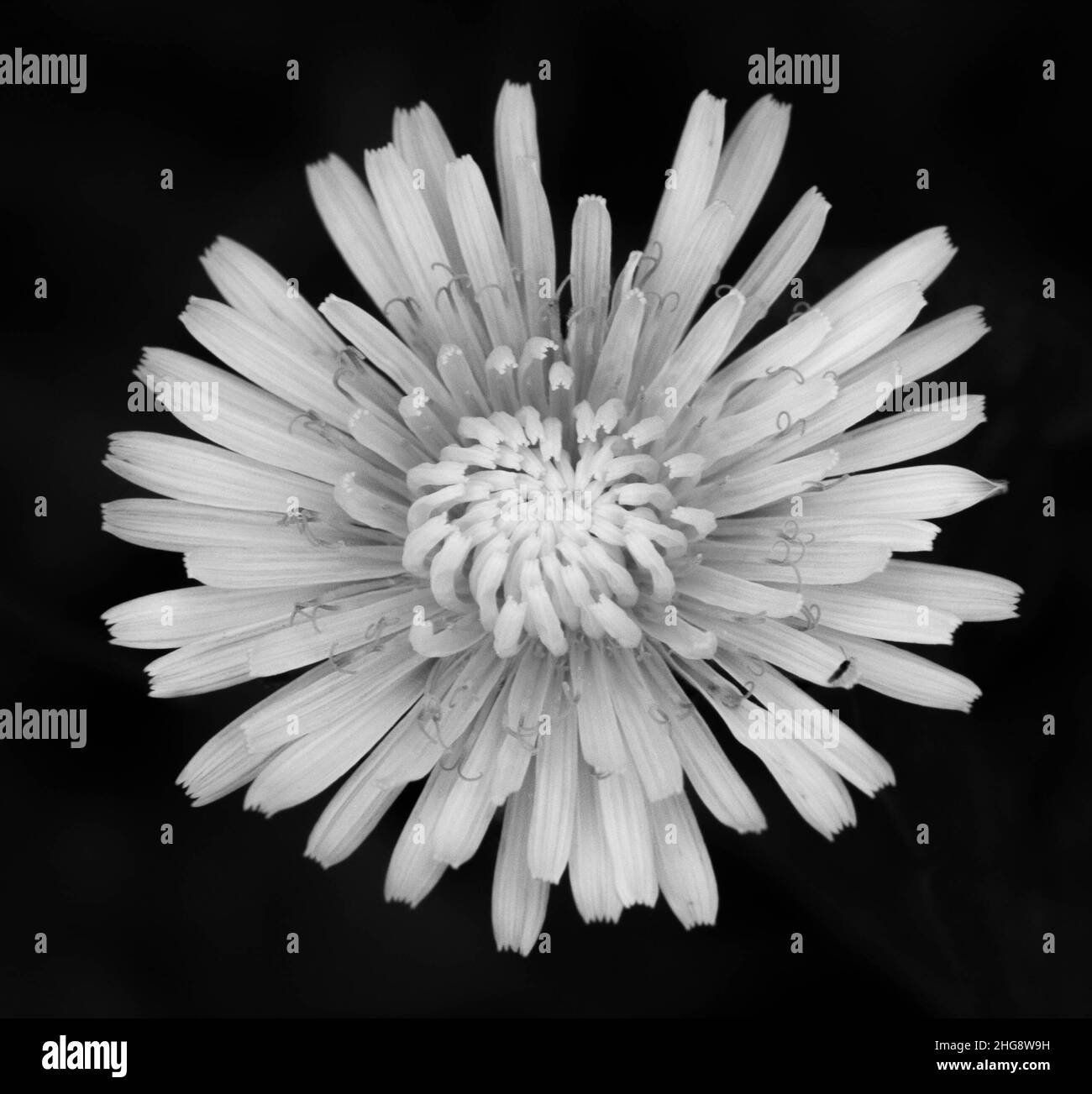 Season of bloom Black and White Stock Photos & Images - Alamy