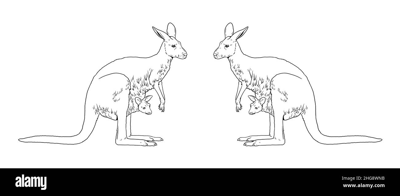 Mama kangaroo with baby in her pocket. Australian animals for coloring. Stock Photo