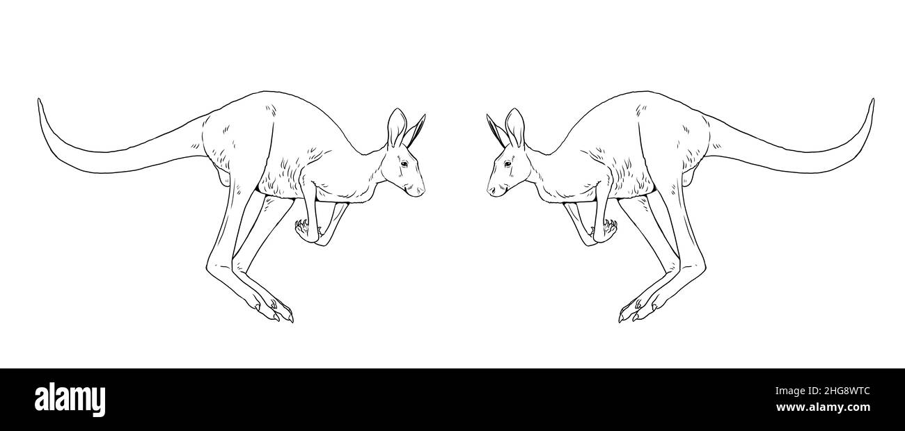 Jumping kangaroo drawing. Template for coloring book for children. Stock Photo