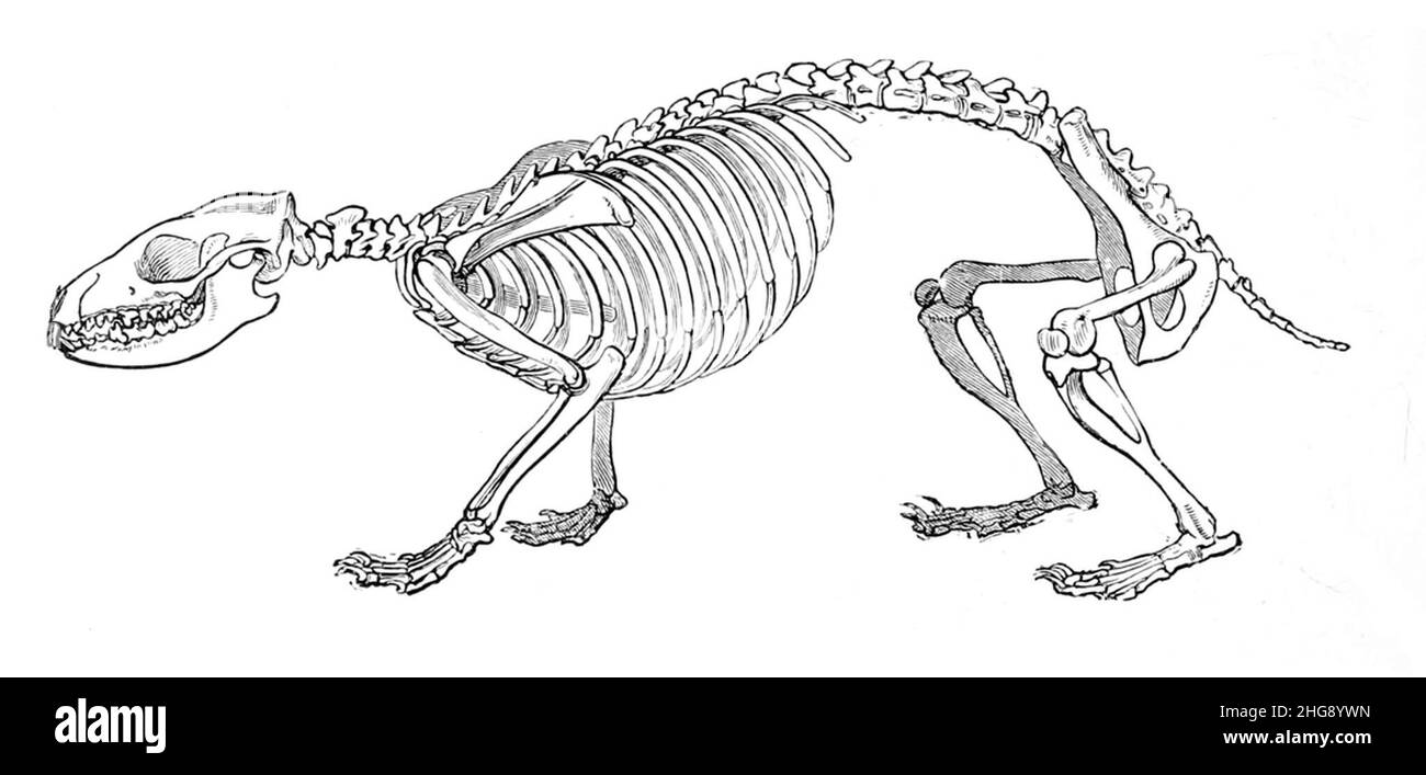 Skeleton of hedgehog Stock Photo - Alamy