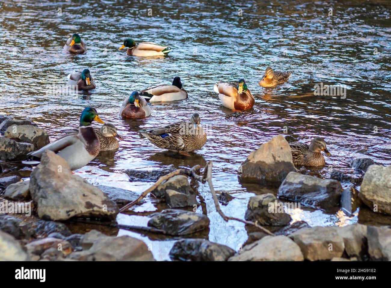 flock of ducks on the water by the river bank Stock Photo