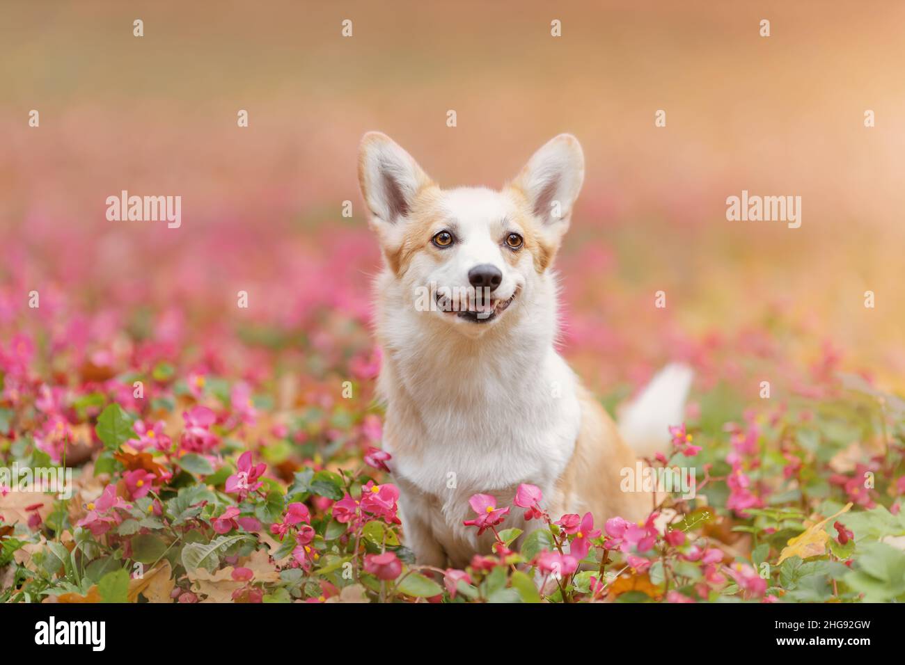 Potrait of happy smiling welsh corgi pembroke breed dog among soft tender pink flowers at nature Stock Photo