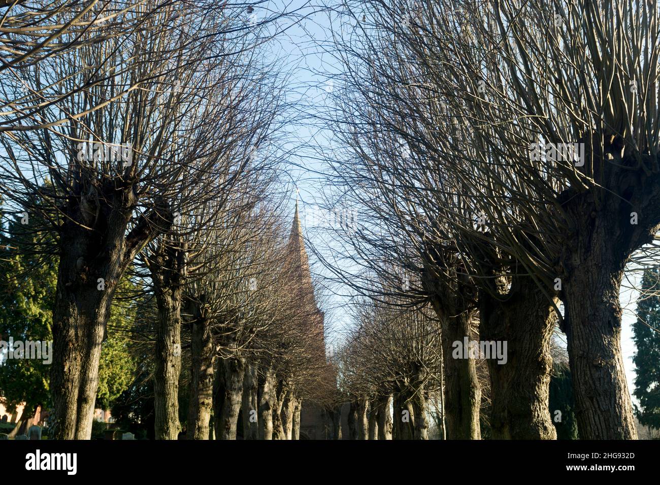 Pollarded Lime trees in winter, St. Nicholas churchyard, Kenilworth ...