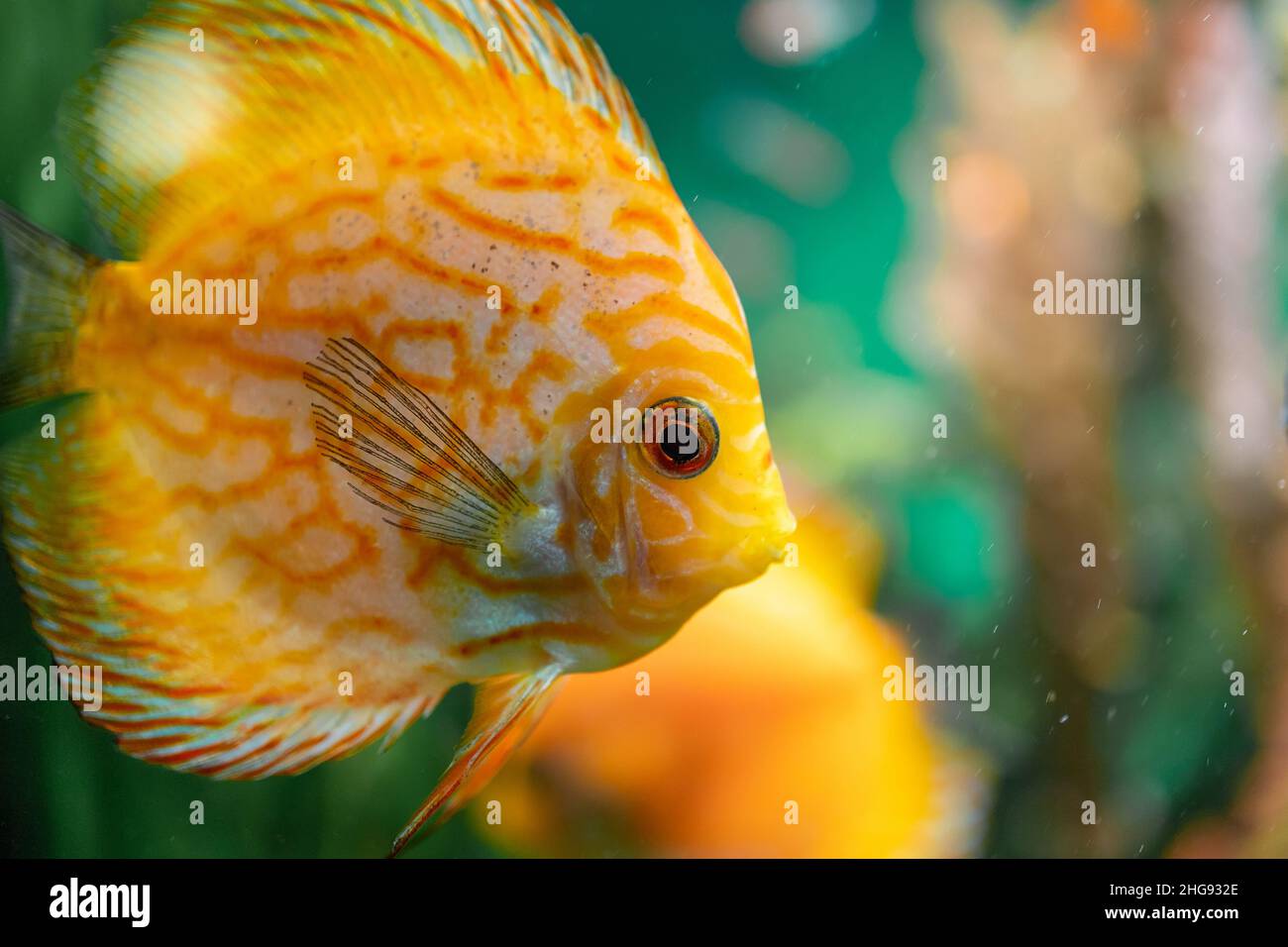 Discus fish under the water Stock Photo