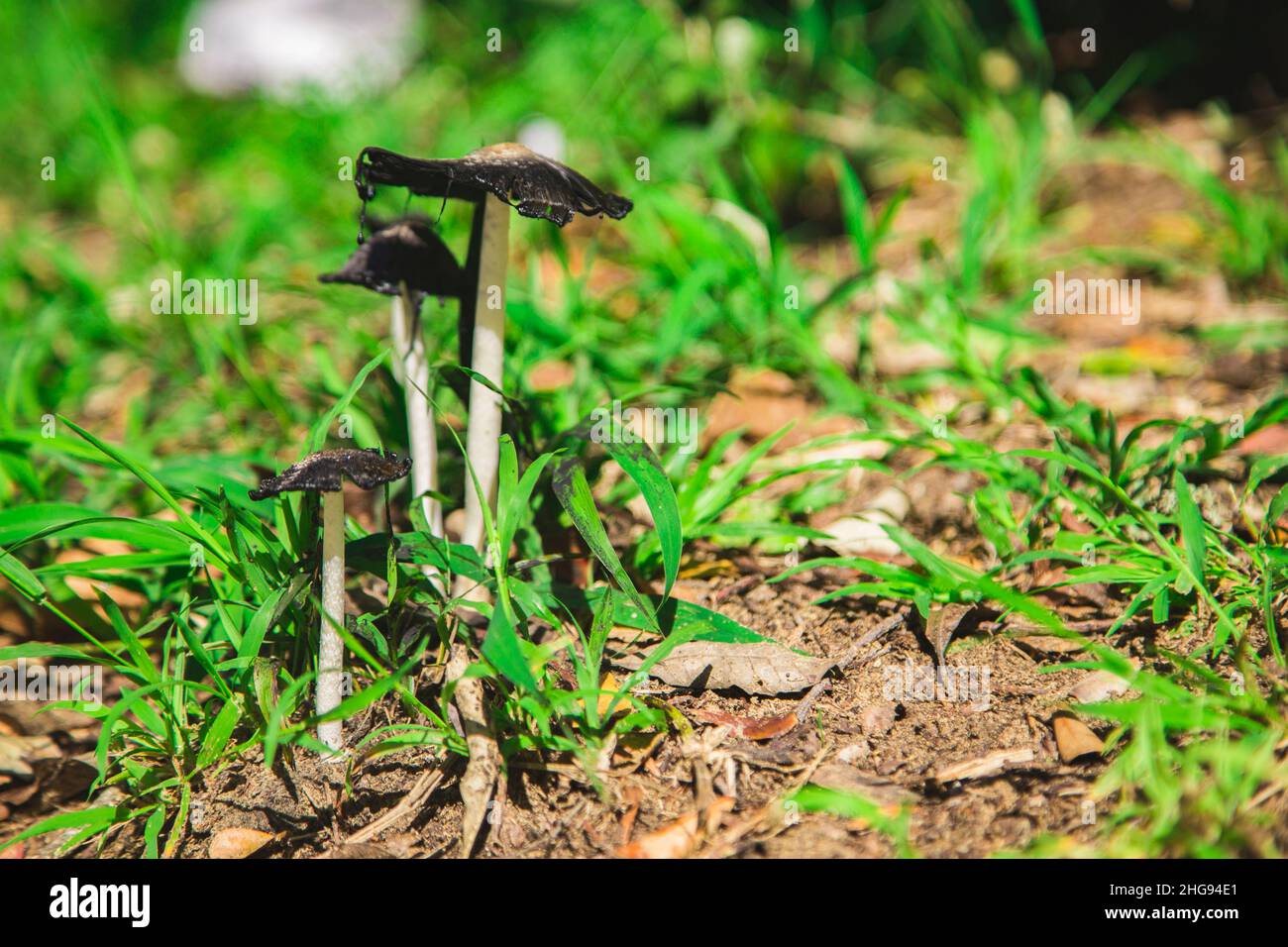 Inky Cap Mushrooms dripping all over the green grass Stock Photo