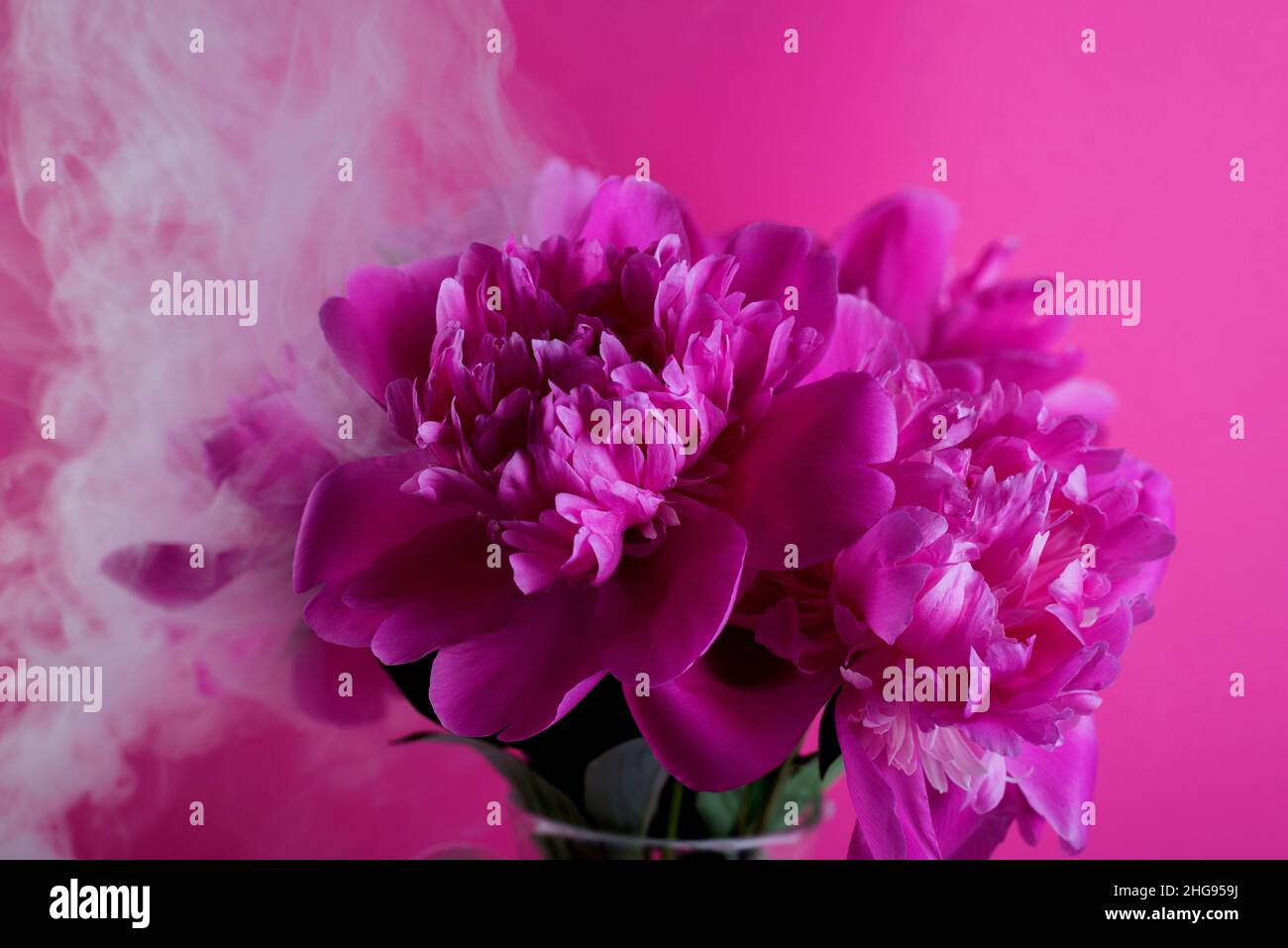 Beautiful bouquet of pink and white Peonies. Floral spring seasonal wallpaper. Close up photography softfocused peony. Stock Photo