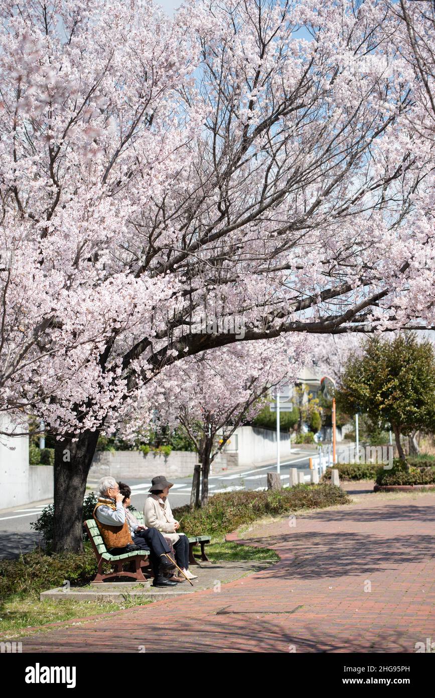 Elderly citizens enjoying a warm spring day under a blooming sakura, cherry blossom tree. Springtime. Stock Photo
