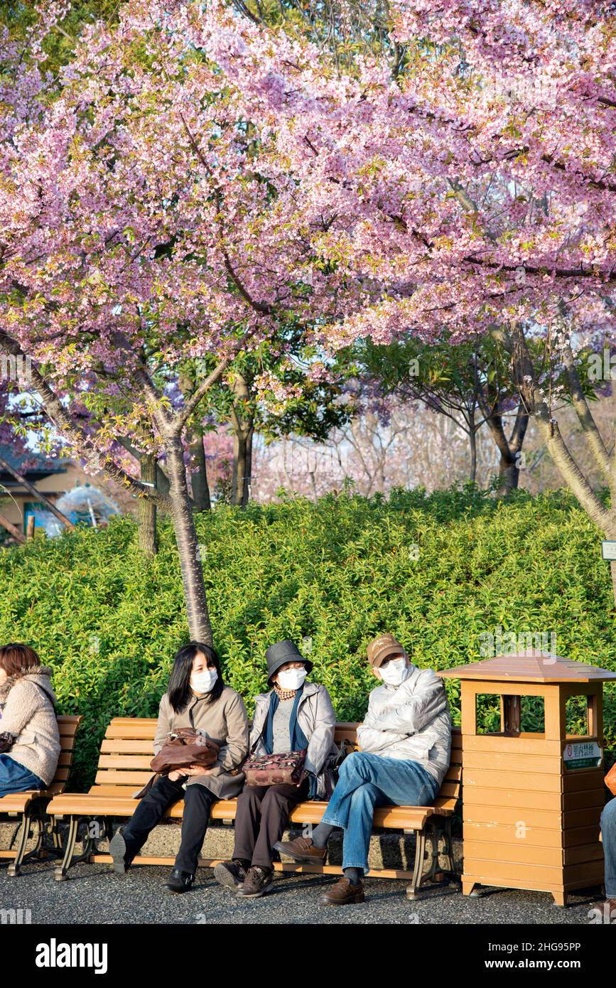 People wearing white masks enjoying warm spring day, while sitting on a bench under blooming sakura cherry blossom tree. Springtime during covid-19. Stock Photo