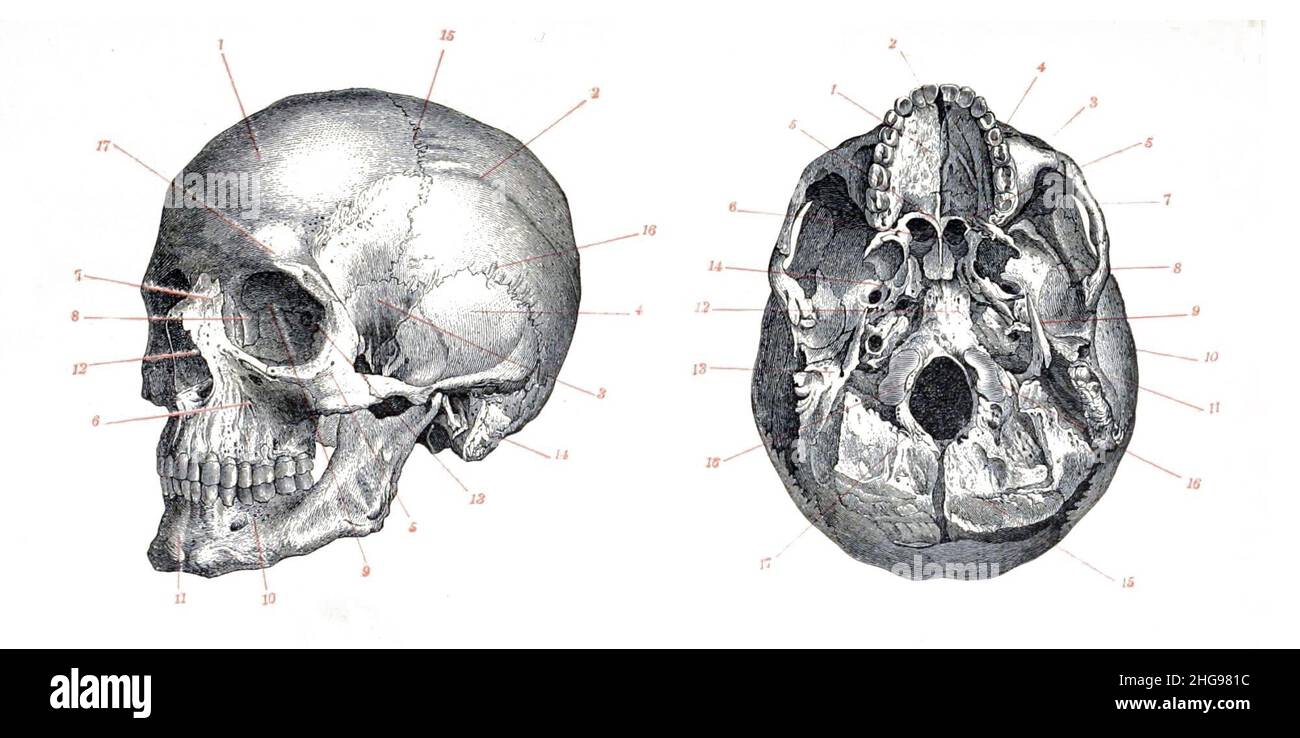 Skull Homo sapiens. Stock Photo