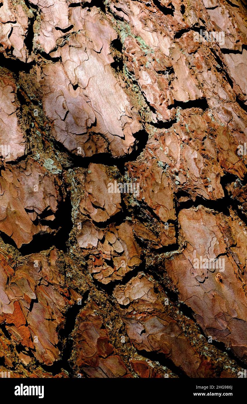 pine tree trunk bark textured background Stock Photo