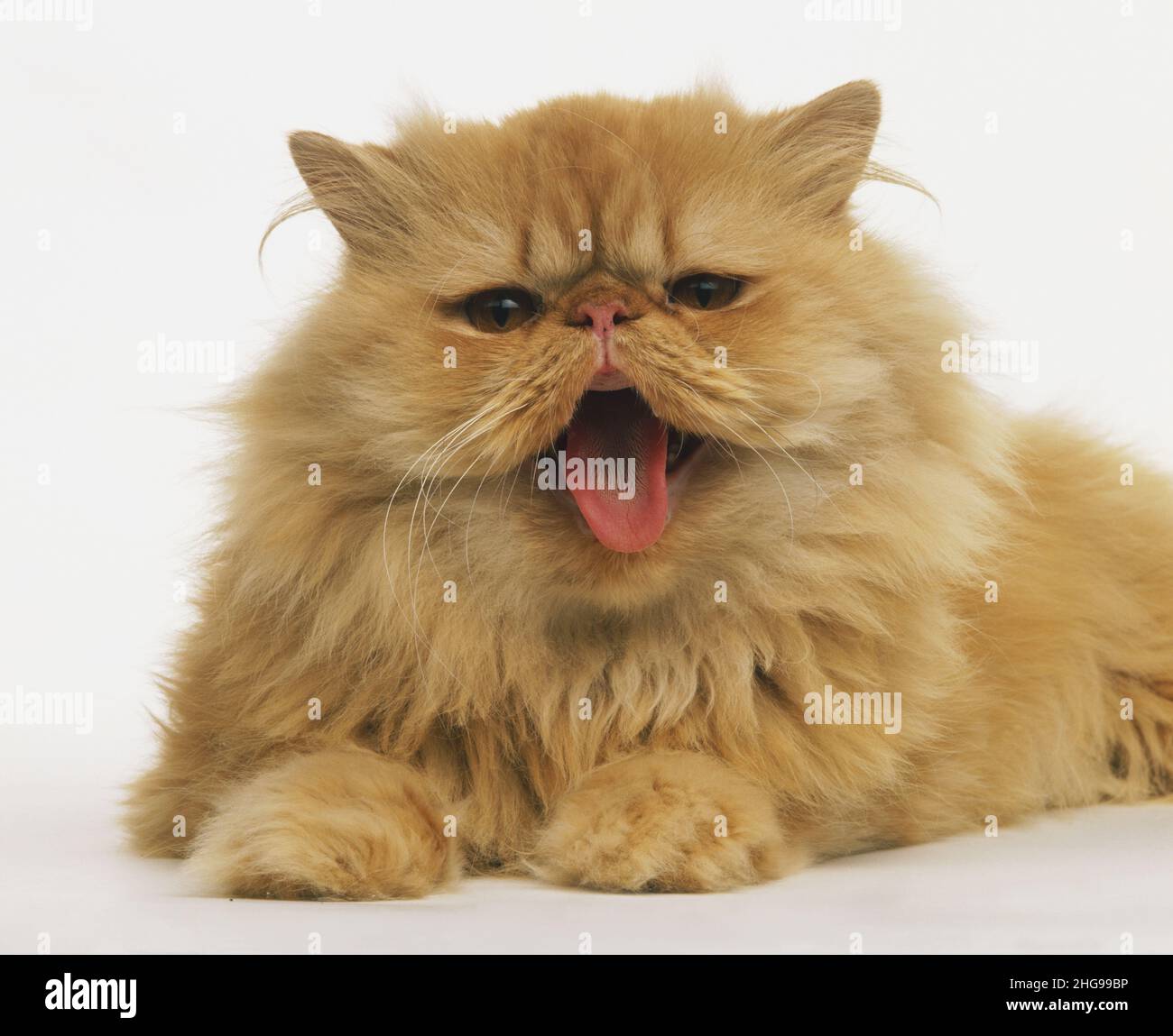 Red Self Longhair Cat Facing Forward Stock Photo Alamy red-self-longhair-cat-facing-forward-stock-photo-alamy