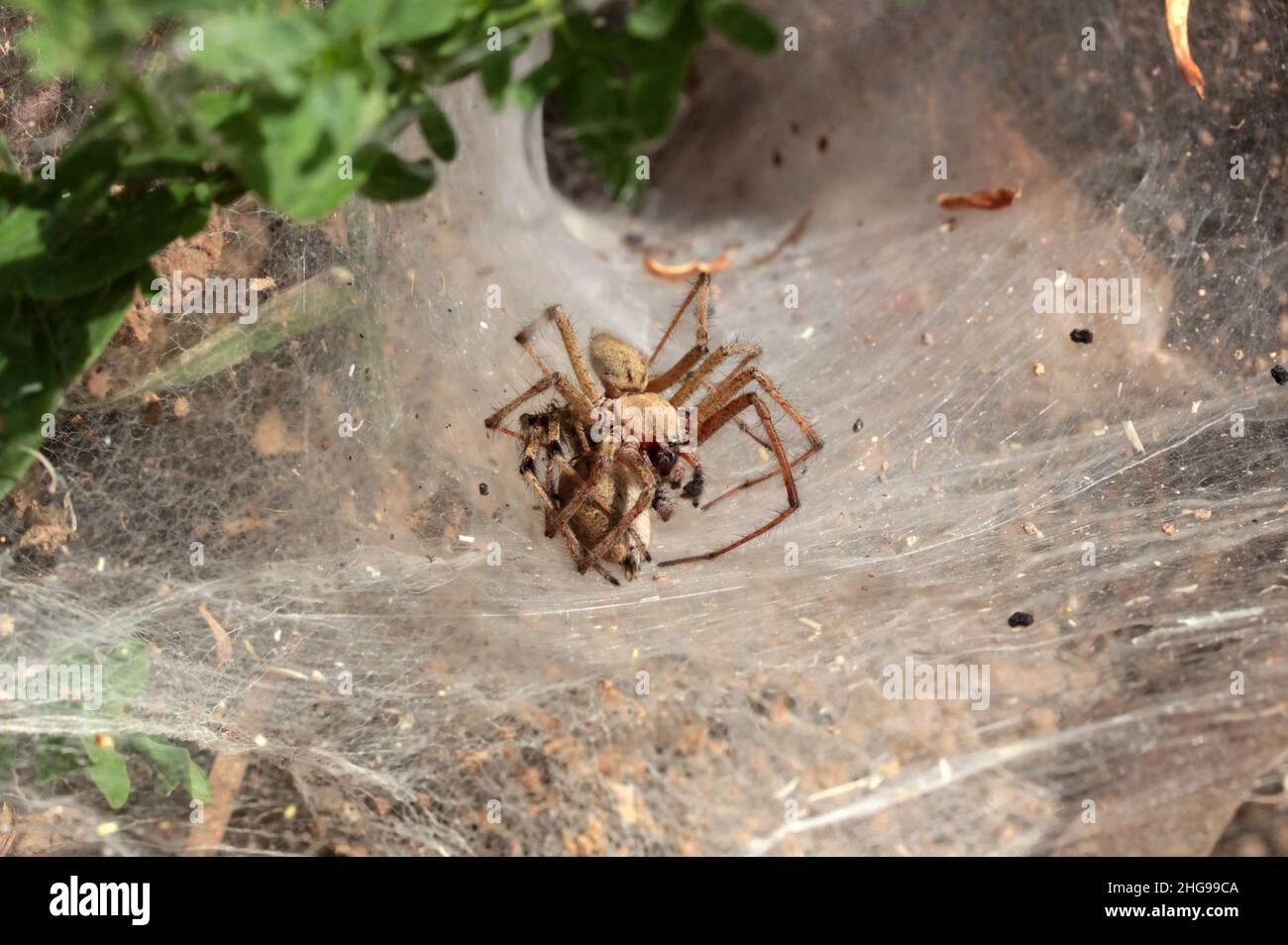 spider eating its mate, amazing nature Stock Photo Alamy