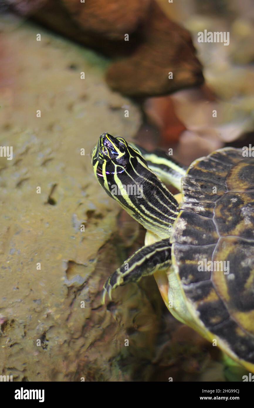 Super cute painted turtle crawling around his natural habitat Stock ...