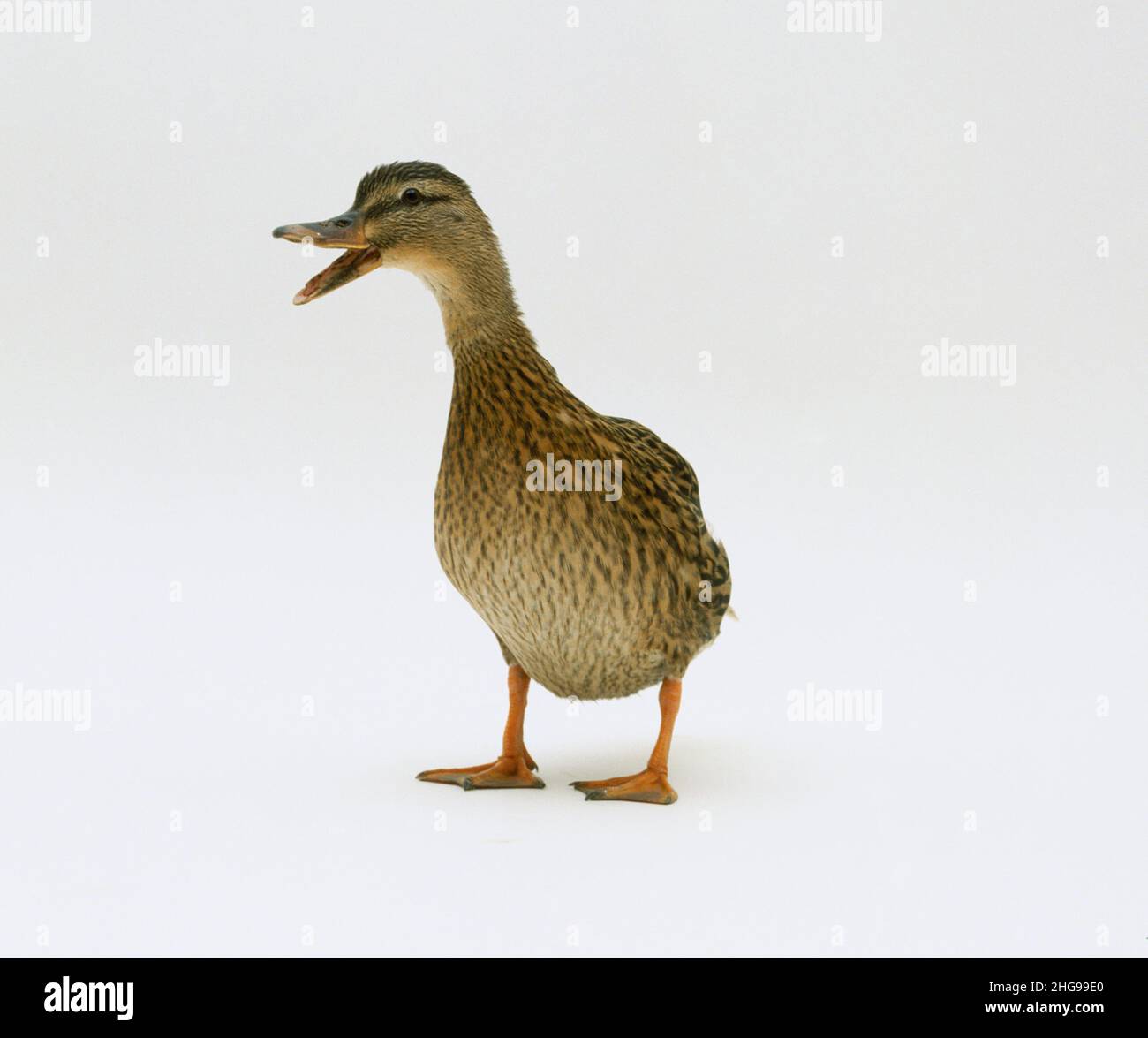 Female mallard duck quacking Stock Photo - Alamy - Quacking Duck Socialization For Small Spaces