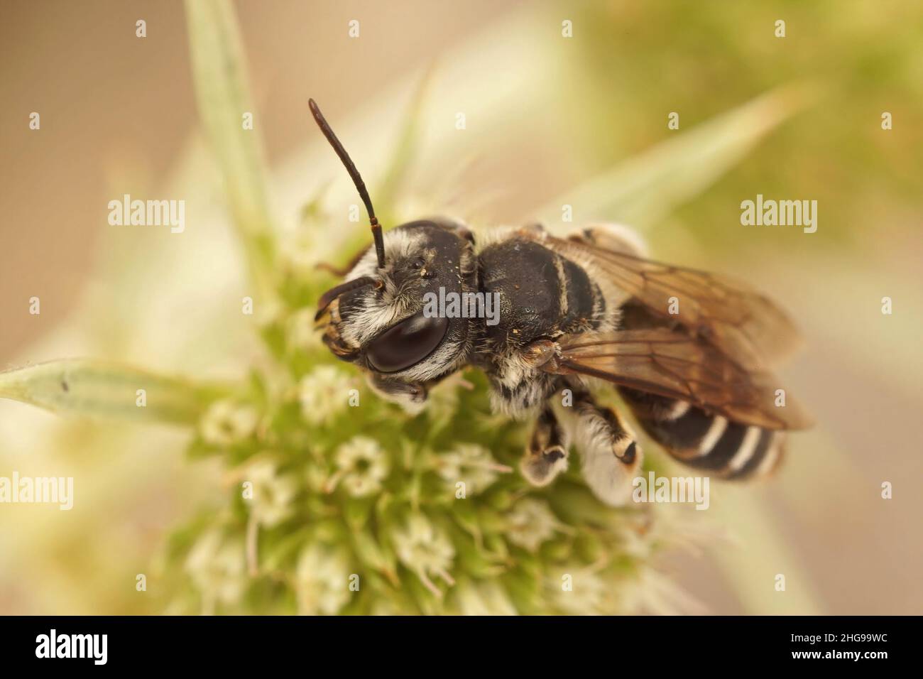 Closeup on a female Variable miner, Andrena variabilis sittin on the green Eryngo flower, Eryngium campestre in Southern France Stock Photo