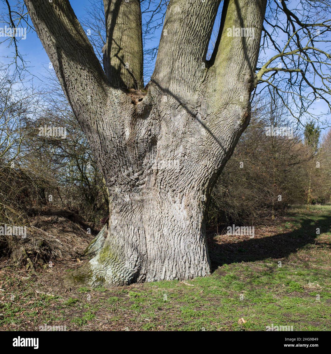 Old Oak Tree on the Thornham Estate  Suffolk UK Stock Photo