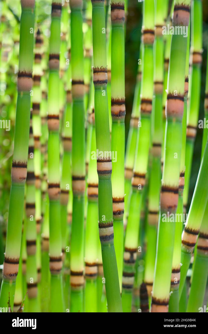 Equisetum arvense, Horse tail Weed Norfolk UK Stock Photo Alamy